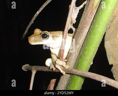 Grenouille à dos épineux de Manaus (Osteocephalus taurinus) Banque D'Images