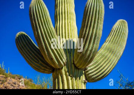 Un long et mince Saguaro Cactus à Tucson, Arizona Banque D'Images