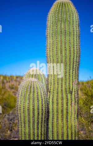 Un long et mince Saguaro Cactus à Tucson, Arizona Banque D'Images