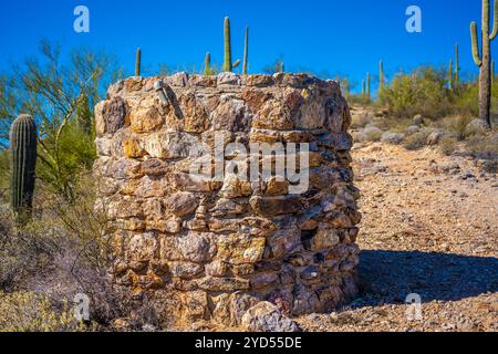 Un long et mince Saguaro Cactus à Tucson, Arizona Banque D'Images