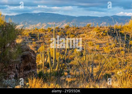 Un long et mince Saguaro Cactus à Tucson, Arizona Banque D'Images