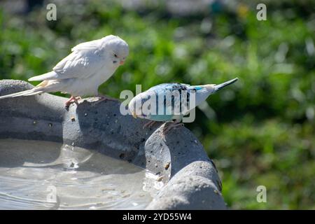 Deux oiseaux blancs et bleus buvant dans une fontaine dans un parc Banque D'Images