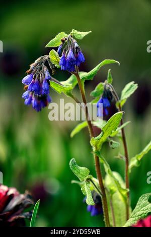 symphytum caucasicum, fleurs bleues, consoude fleurie bleue, consoude caucasienne, beinwell, consoude bleue, fleurs, floraison, RM Floral Banque D'Images