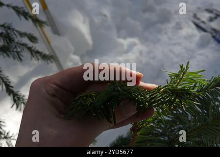 Sapin argenté du Pacifique (Abies amabilis) Banque D'Images