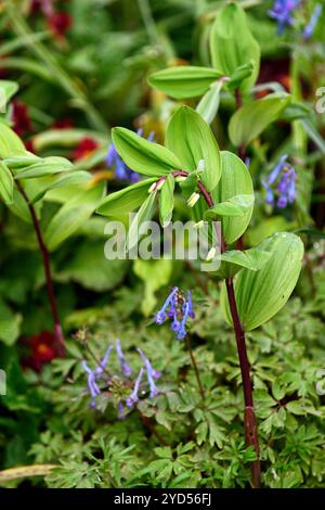 Corydalis flexuosa Père David, fleurs bleues, fleur bleue, floraison, floraison, jardin boisé, jardins printaniers, bois, ombre, ombragé, pattes rouges Polygonatum Banque D'Images