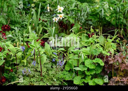 Corydalis flexuosa Père David, fleurs bleues, fleur bleue, floraison, floraison, jardin boisé, jardins printaniers, bois, ombre, ombragé, pattes rouges Polygonatum Banque D'Images