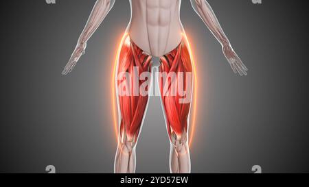 Animation des muscles de la cuisse Banque D'Images