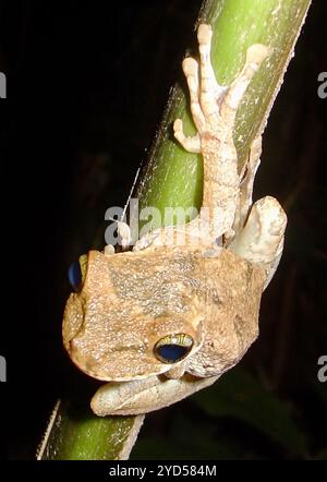 Grenouille à dos épineux de Manaus (Osteocephalus taurinus) Banque D'Images