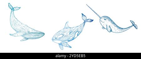 Épaulard vecteur, orque. Grande baleine peinte à la main. Narval graphique avec une longue corne, clip art isolé sur fond. Illustration sous-marine. Pour Illustration de Vecteur