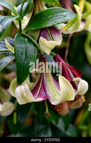 Lilium nepalense, lys, parfumé, rouge vert, fleurs, floraison, parfumé, lys de trompette, lys, fleur, jaune, pérenne, RM Floral Banque D'Images