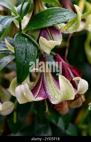 Lilium nepalense, lys, parfumé, rouge vert, fleurs, floraison, parfumé, lys de trompette, lys, fleur, jaune, pérenne, RM Floral Banque D'Images