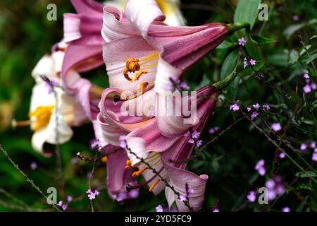 lilium beijing lune, lis, lis, fleurs roses douces, croisement entre lis orientaux et lis trompette, fleurs blanches roses, trompette, floraison, portrait de plante Banque D'Images