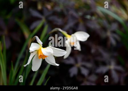 narcissus luciferwhite pétales, fleurs de couleur blanche, oeil orange, tasse orange, coupe orange, blanc de lait teinté jaune clair pâle, jonquille, jonquilles, hérit Banque D'Images