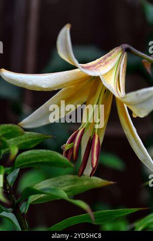 Lilium Mister Pistache, croisement entre lys orientaux et lys trompettes, fleurs blanches jaunes, fleurs blanches et jaunes, lys parfumés, RM Floral Banque D'Images