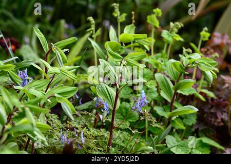 Polygonatum odoratum jambes rouges,Corydalis flexuosa Père David,jardinage boisé,combinaison de plantation inhabituelle,feuilles,feuillage,ombre,ombragé,ombragé,bois,woo Banque D'Images