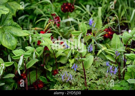 Polygonatum odoratum jambes rouges,Corydalis flexuosa Père David,jardinage boisé,combinaison de plantation inhabituelle,feuilles,feuillage,ombre,ombragé,ombragé,bois,woo Banque D'Images