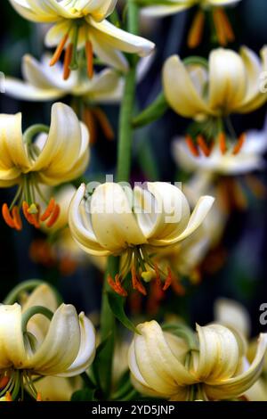 Lilium martagon princesse alice, fleurs blanches à jaunes verdâtres, lys martagon, lys chapeau turcs, RM Floral Banque D'Images