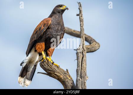 Un Harris Hawk brun foncé à Tucson, Arizona Banque D'Images
