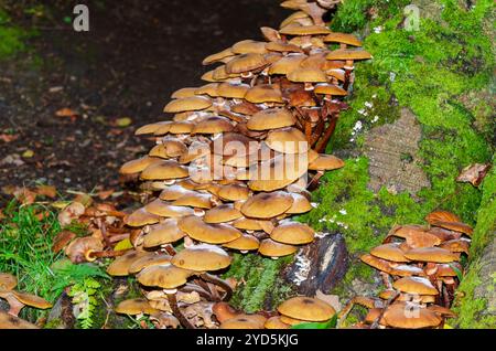 Beaucoup de champignons poussent sur une souche d'arbre couverte de mousse dans la forêt de Tollymore County Down Banque D'Images