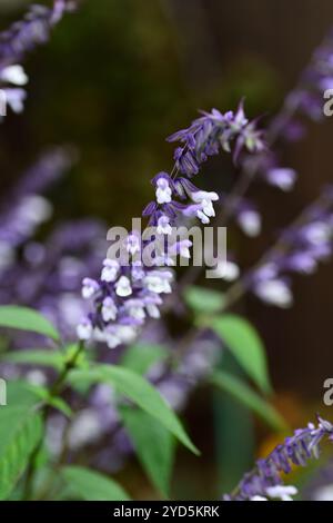 salvia phyllis fantaisie, fleurs blanches bleu lavande, florifère, salvia à floraison tardive, salvias à floraison, RM Floral Banque D'Images