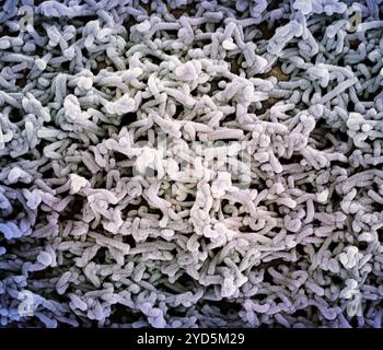 Micrographie électronique à balayage colorée des particules du virus de Marburg bourgeonnant et attachées à la surface d'une cellule VERO E6 infectée (or). Banque D'Images