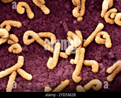 Micrographie électronique à balayage colorée des particules du virus de Marburg (jaune) bourgeonnant et attachées à la surface d'une cellule VERO E6 infectée. Banque D'Images