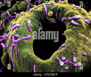Micrographie électronique à balayage colorée des particules du virus de Marburg (violet) bourgeonnant et attachées à la surface d'une cellule VERO E6 infectée. Banque D'Images