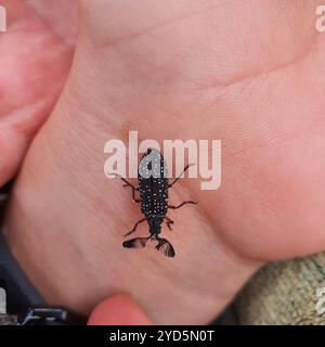 Coléoptère à cornes à plumes (Rhipicera femorata) Banque D'Images