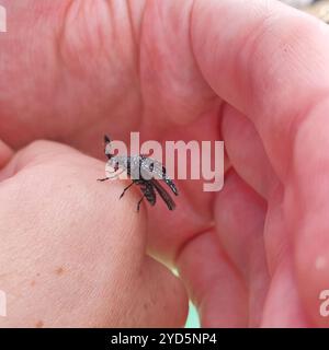 Coléoptère à cornes à plumes (Rhipicera femorata) Banque D'Images