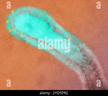 Micrographie électronique en transmission du virus respiratoire syncytial humain (VRS). Banque D'Images