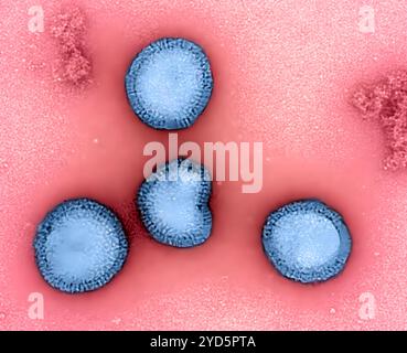 Particules du virus de la grippe B, colorées en bleu, isolées à partir d'un échantillon de patient, puis propagées en culture cellulaire. Banque D'Images