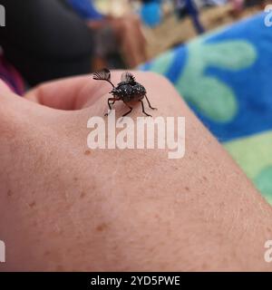 Coléoptère à cornes à plumes (Rhipicera femorata) Banque D'Images