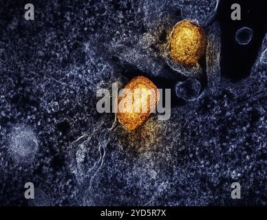 Micrographie électronique à transmission colorisée de deux particules matures du virus mpox (jaune/rouge) fixées à la surface d'une cellule VERO E6 infectée (bleue). Banque D'Images