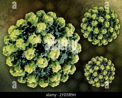 Mise en page créative comprenant des rendus 3D de particules de type virus (VLP) norovirus, générées par microscopie électronique. Banque D'Images