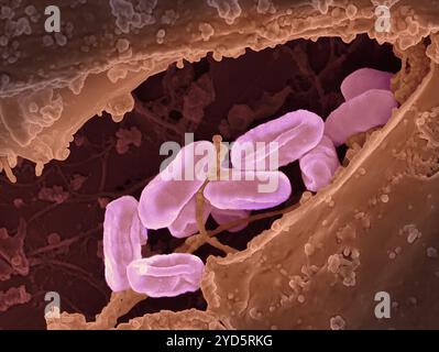 Micrographie électronique à balayage des bactéries Rickettsia typhi. Banque D'Images
