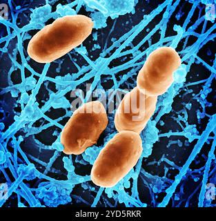 Micrographie électronique à balayage des bactéries Rickettsia typhi. Banque D'Images