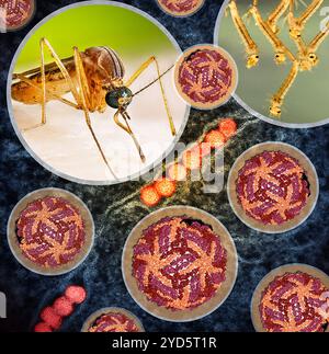 Illustration présentant des moustiques femelles Culex quinquefasciatus qui transmettent le virus du Nil occidental, une reconstruction cryo-EM du virus du Nil occidental. Banque D'Images