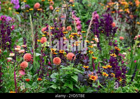 dahlia sylvia, Heliopsis Burning Hearts, Lobelia Hadspen Purple, schéma de plantation mixte, lit mixte, frontière mixte, dahlia boule, fleurs orange, dahl boule orange Banque D'Images