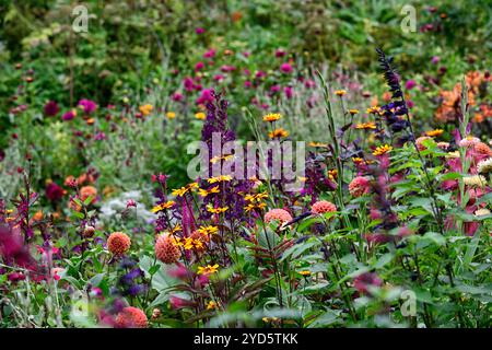 dahlia sylvia, Heliopsis Burning Hearts, Lobelia Hadspen Purple, schéma de plantation mixte, lit mixte, frontière mixte, dahlia boule, fleurs orange, dahl boule orange Banque D'Images