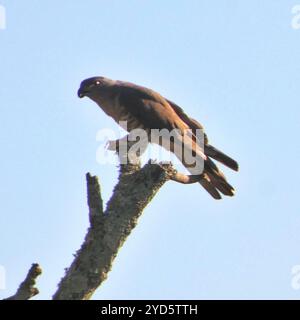 Faucon à coucou d'Afrique australe (Aviceda cuculoides verreauxii) Banque D'Images