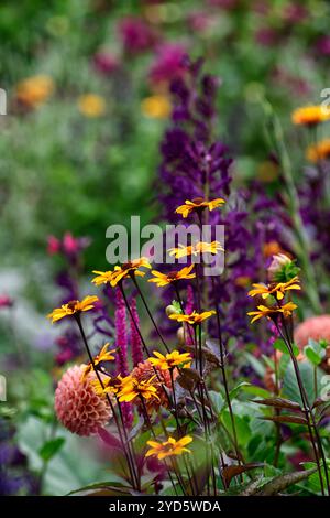 Heliopsis Burning Hearts, Lobelia Hadspen Purple, schéma de plantation mixte, lit mixte, bordure mixte, floraison, RM Floral Banque D'Images