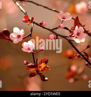 Printemps - belle cerise japonaise fleurie - Sakura. Fond avec des fleurs un jour de printemps. Banque D'Images