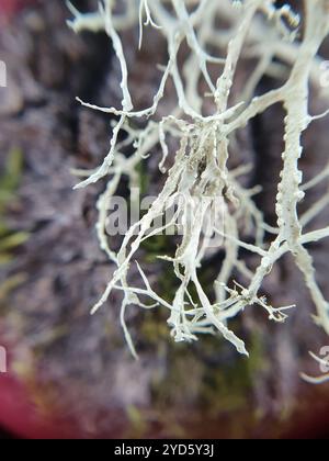 Lichen cartilagineux (Ramalina farinacea) Banque D'Images