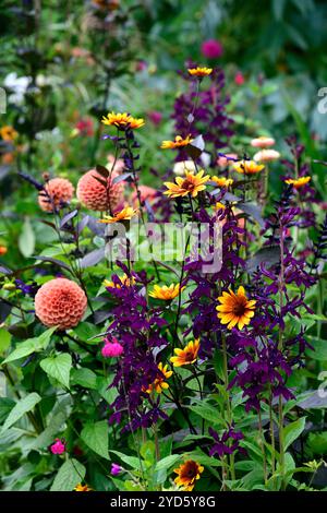 dahlia sylvia, boule dahlia, fleurs orange, boule orange dahlia, Heliopsis Burning Hearts, Lobelia Hadspen Purple, schéma de plantation mixte, lit mixte, bord mixte Banque D'Images