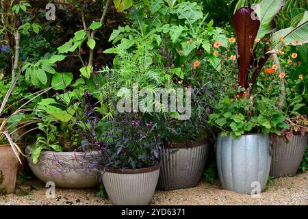 Verbena Officinalis Bampton, geum totalement tangerin, Ensete ventricosum Maurelii, fleurs violettes et roses, fleur, floraison, jardin, affichage de fleurs, conteneur Banque D'Images