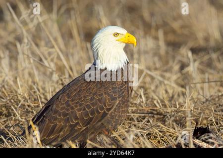 L'aigle à tête blanche repose sur le sol. Banque D'Images