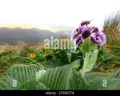 Campbell Island Daisy (Pleurophyllum speciosum) Banque D'Images