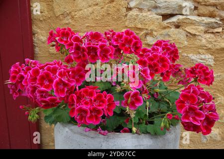 Géranium rose en France Banque D'Images