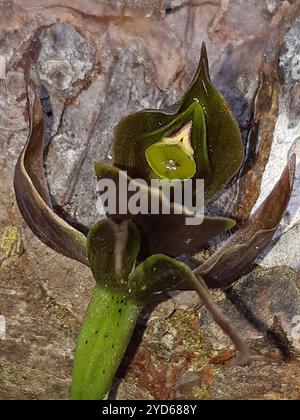 Orchidée oiseau commune (Chiloglottis valida) Banque D'Images