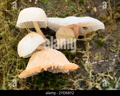 Parachutes de fées (Marasmiellus candidus) Banque D'Images